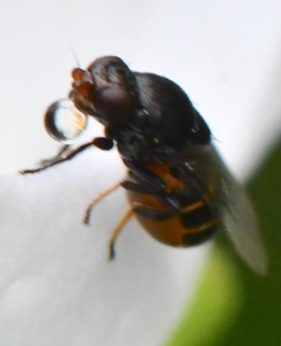 Calamoncosis sp.